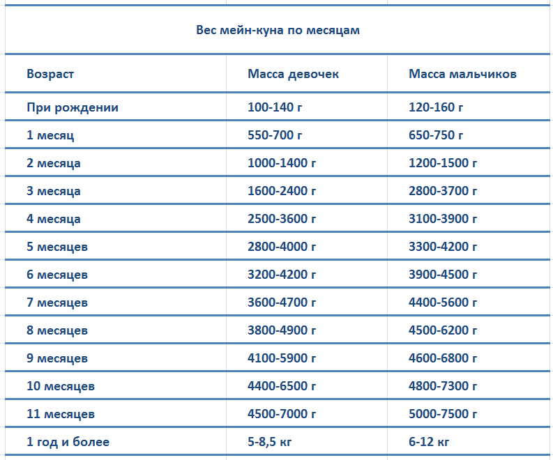 Мейн-кун: фото, описание породы, характер, здоровье, уход и содержание