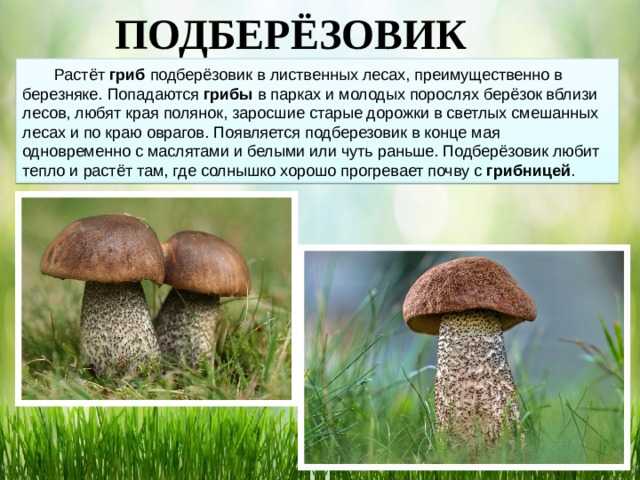 Гриб подберезовик: фото, описание, виды. где и когда растут подберезовики съедобные