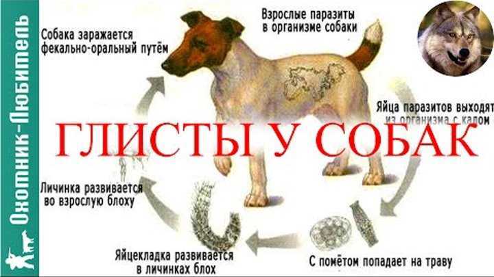 Профилактика глистов у собак (дегельминтизация): как правильно уберечь своего питомца от паразитов
