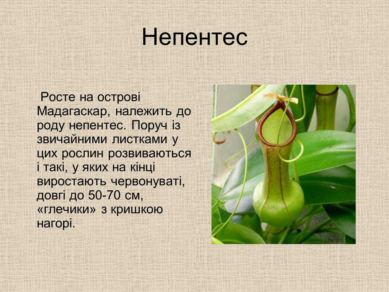 Хищные растения — насекомоядные цветки в домашних условиях - pocvetam.ru