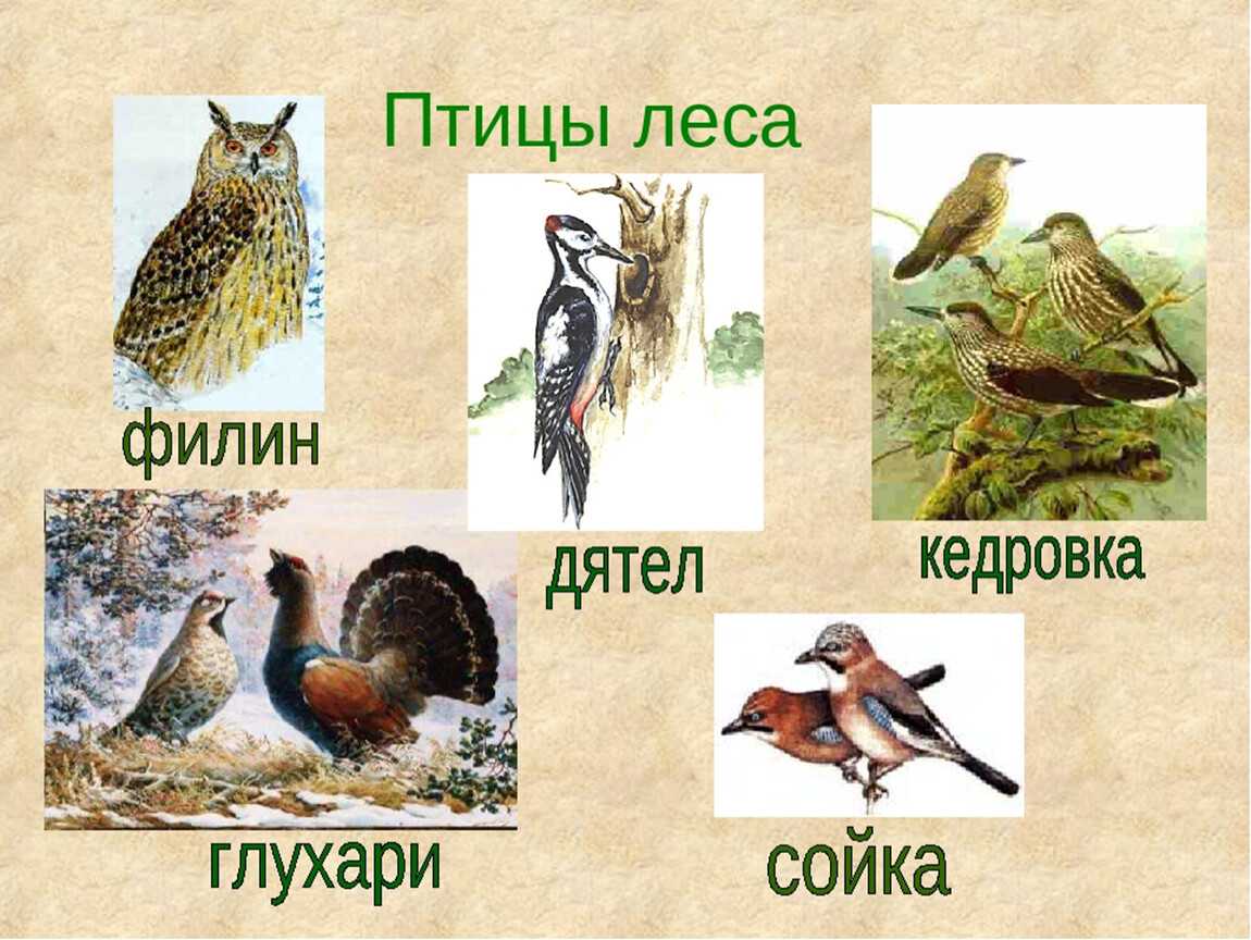 Лесные птицы
