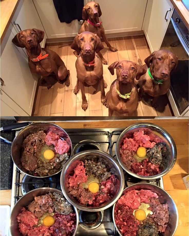 Сырое и вареное мясо в рационе щенков, взрослых собак: как кормить правильно