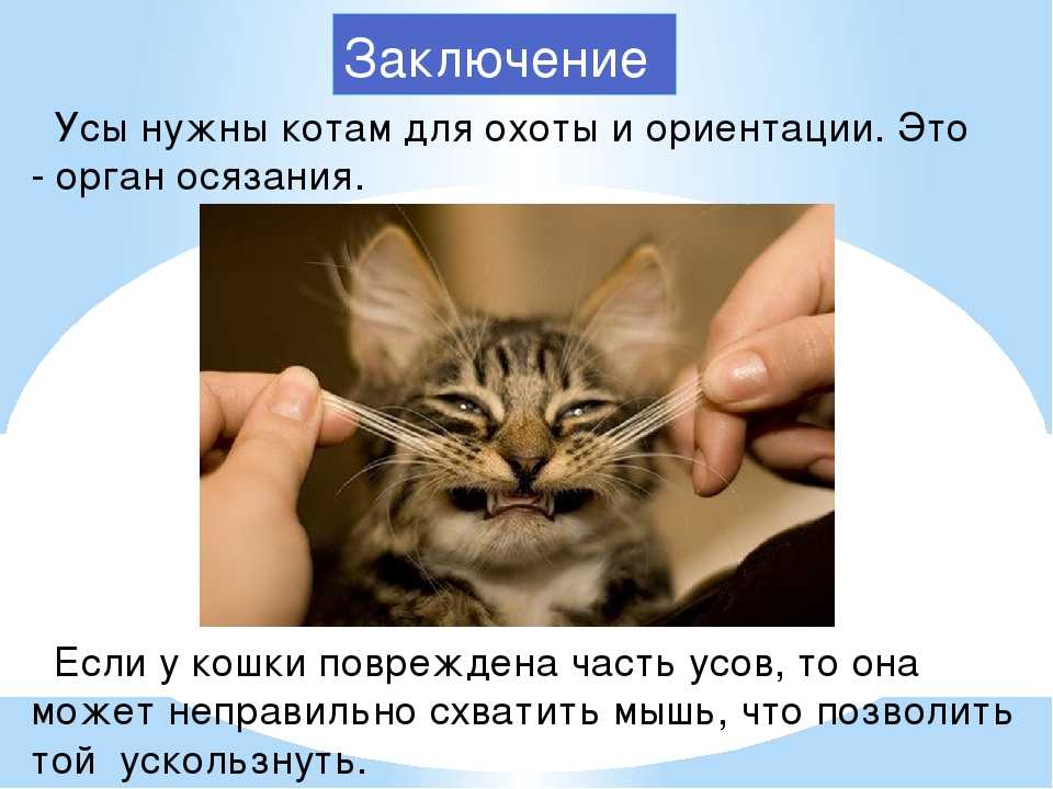 Что будет, если подстричь коту усы?