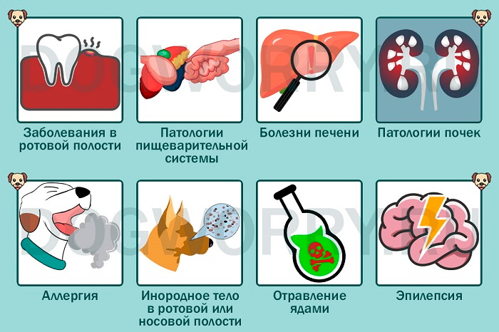 Что может означать, если собака постоянно облизывается и сглатывает слюну Обзор вероятных естественных причин такого поведения Описание дополнительных симптомов заболеваний, при которых псы постоянно облизываются