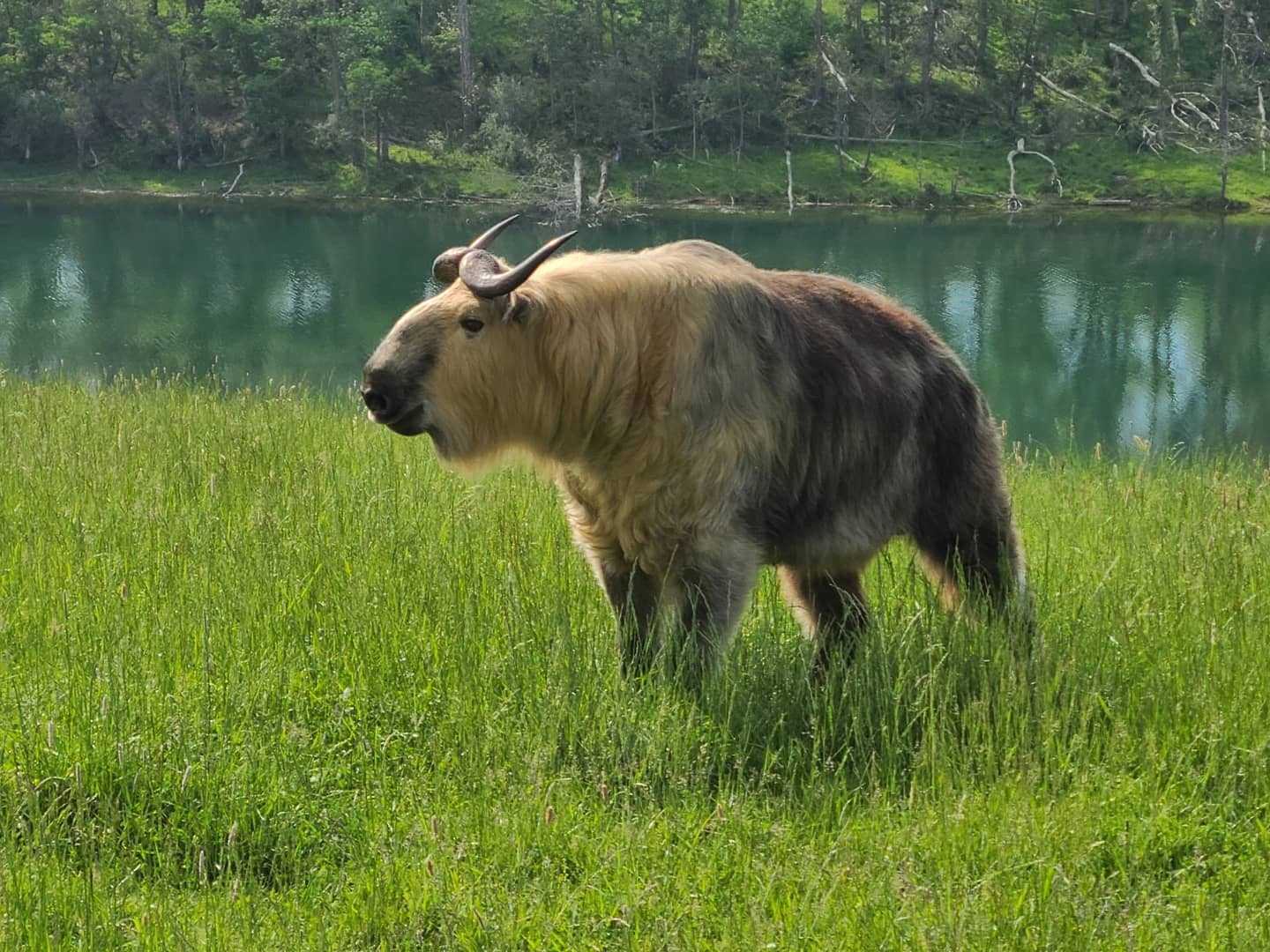 Род такины