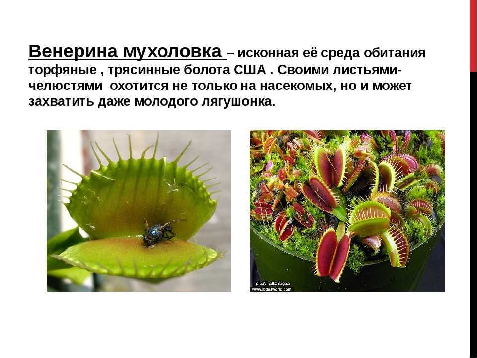 Насекомое сороконожка – опасная соседка или союзник?