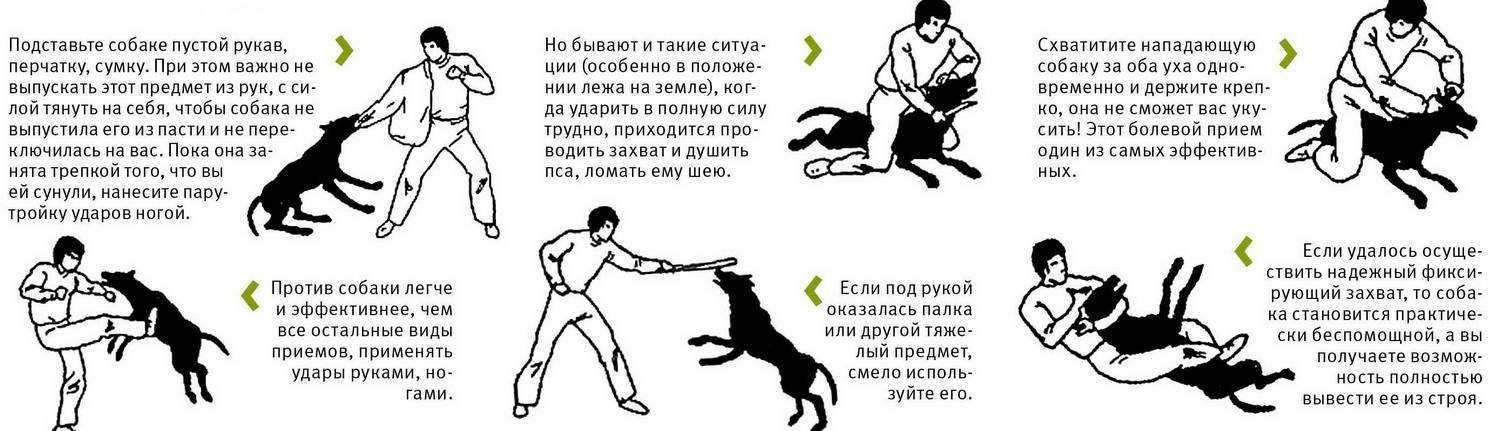 Как отучить кусаться щенка любой породы