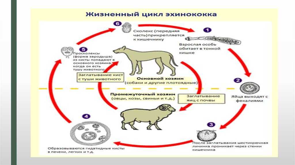 Длинные глисты у собаки: что делать, если у щенка после глистогонных выходят белые гельминты с острыми концами или его вырвало ими?