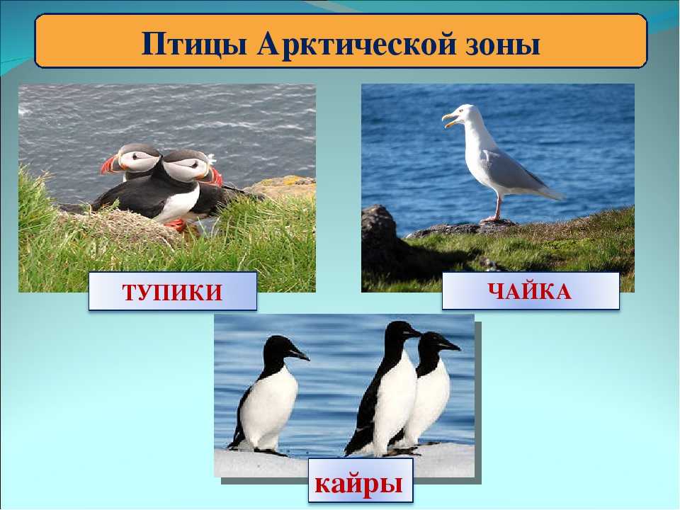 Презентация на тему "камчатка" по географии для 5 класса