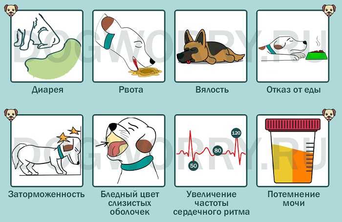 Как и чем кормить взрослого чихуахуа: все тонкости правильного и здорового питания