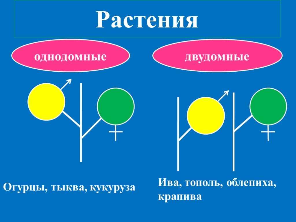 Растения однодомные и двудомные