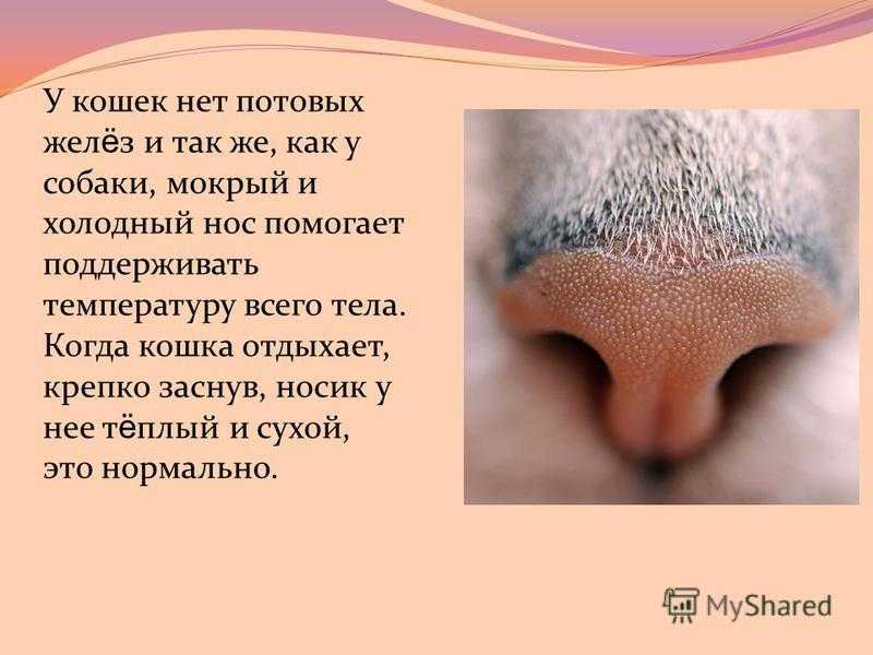 Сухой нос у кошки: когда это норма, а когда первый признак заболевания | ваши питомцы