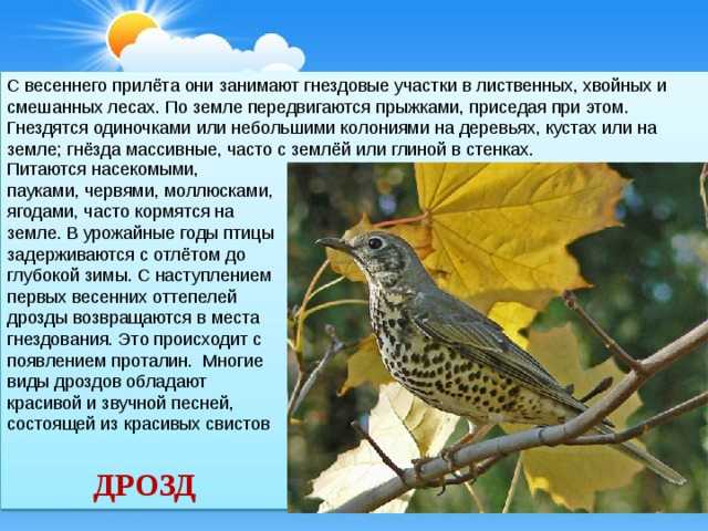 какие птицы обитают в Кемеровской области Виды птиц Кемеровской области с фото, названиями и описанием Лесные, хищные, перелетные и певчие птицы Кемеровской области Презентация и сообщение