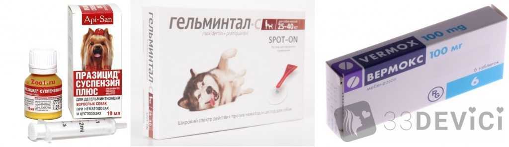 Глисты у щенка: первые признаки и методы лечения | звери дома