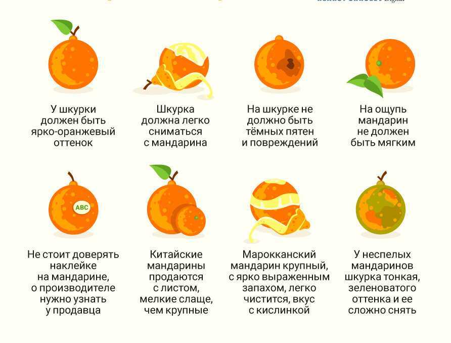 Польза и вред цитрусовых в рационе собаки: стоит ли угощать пса мандаринами