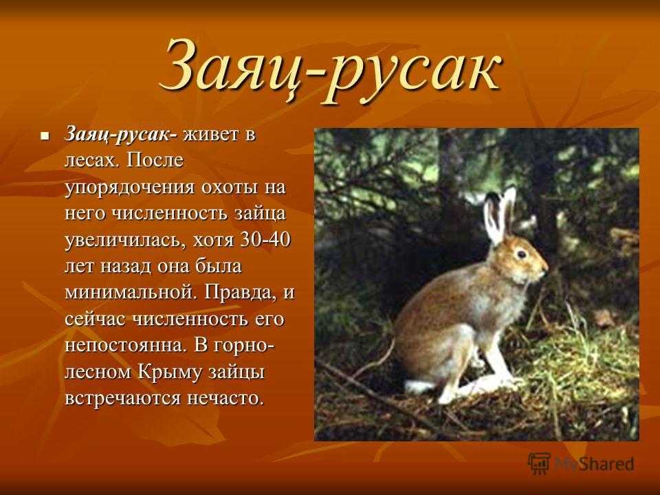 Заяц-русак - охотничья зоология