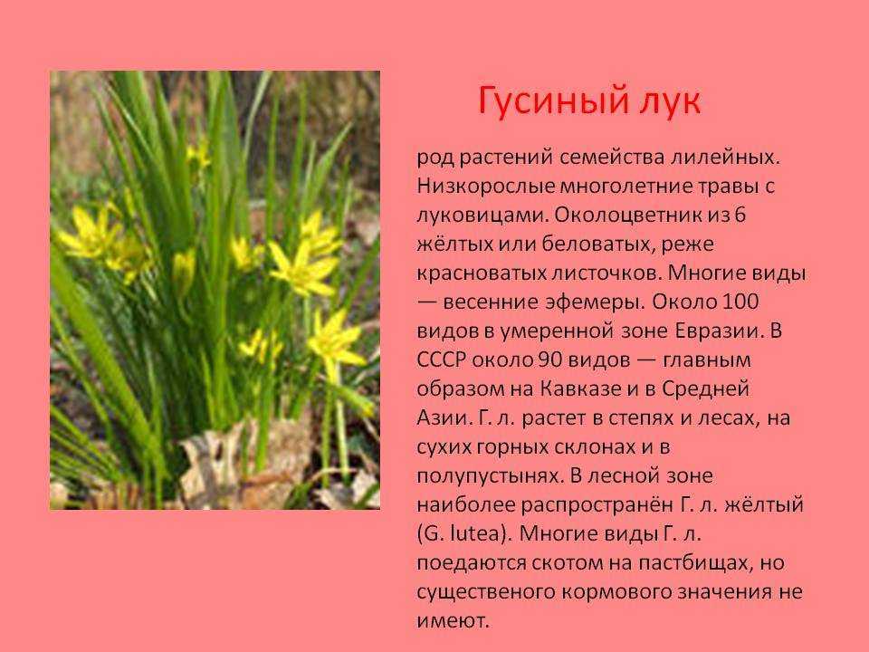 Раннецветущие растения. гусиный лук | лесная кладовая