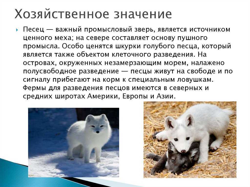 Сообщение о песце - описание, виды и среда обитания животного