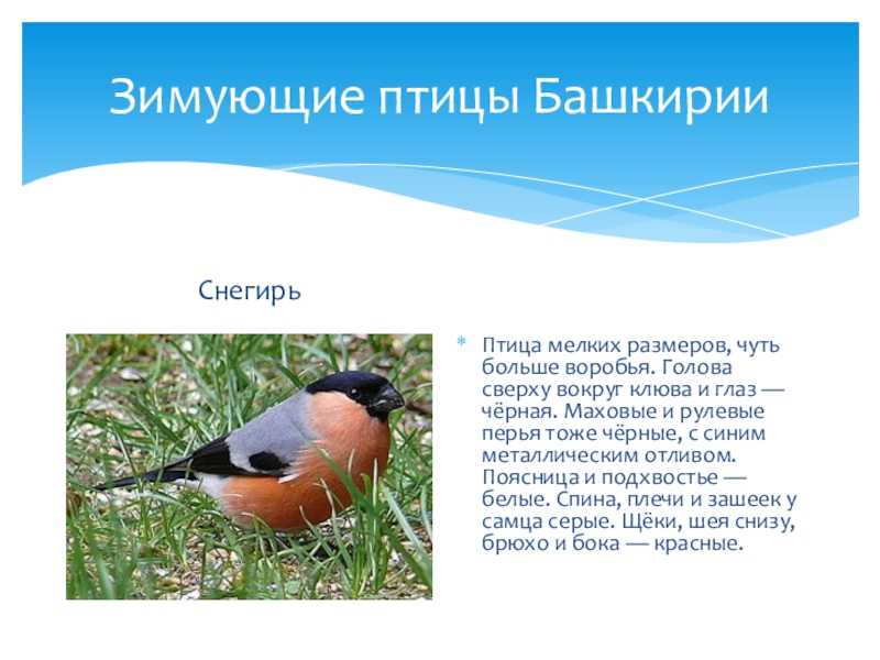 Птицы из красной книги башкортостана