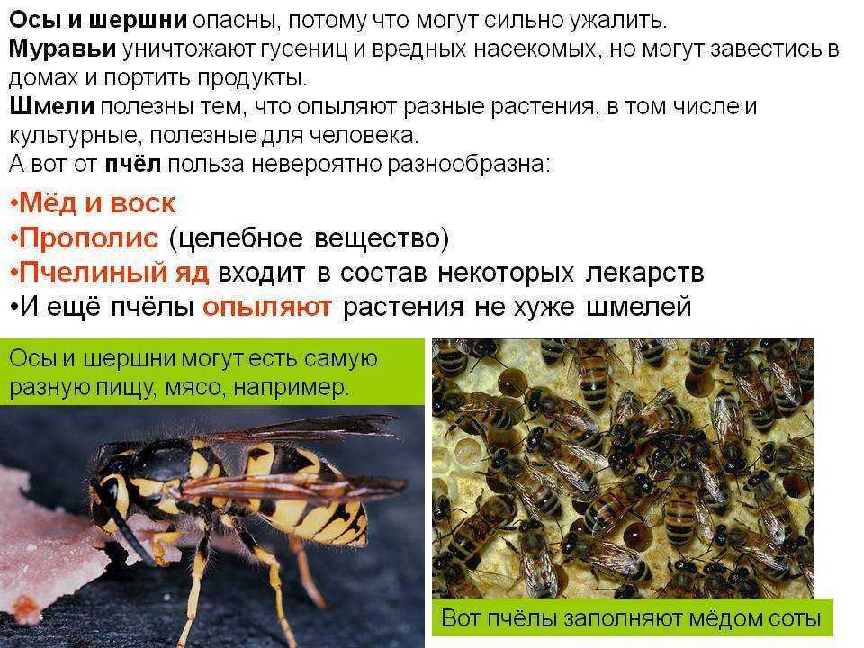 все про шершня Фото, видео и краткое описание Когда сезон шершня Как выглядит, размер и чем питается в природе Виды шершня и как жалит Чем опасен шершень Как бороться с шершнем Интересные факты, сообщение и доклад