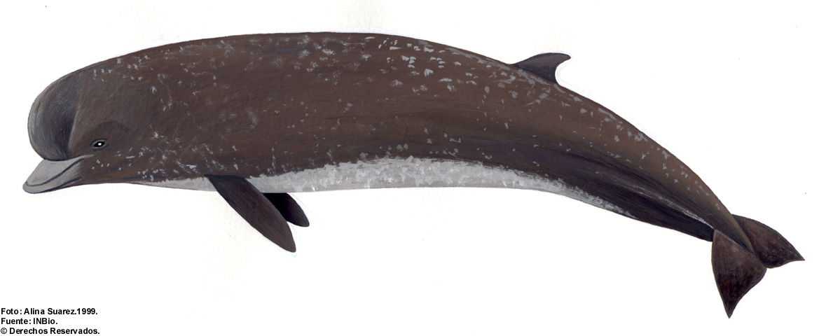 Высоколобый бутылконос hyperoodon ampullatus