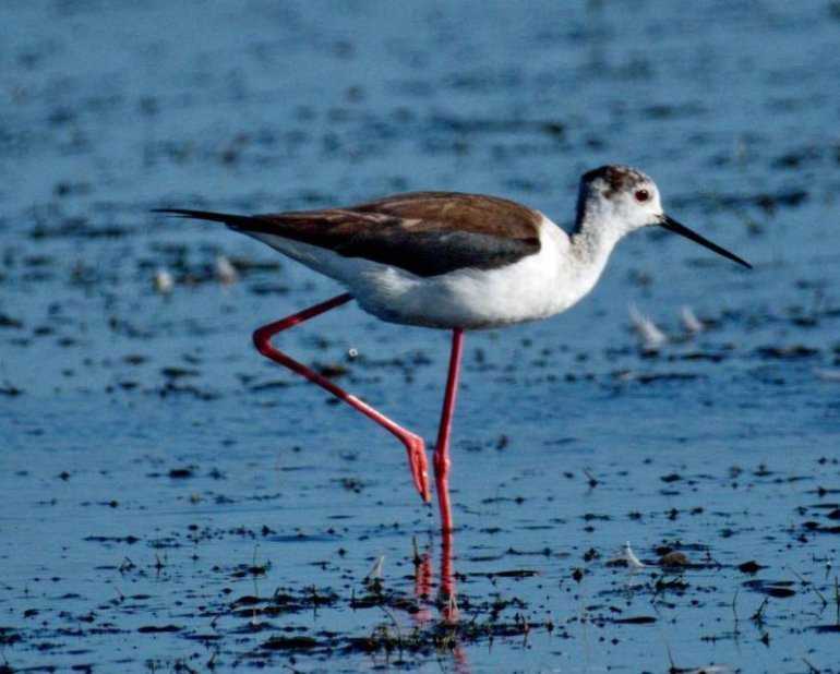 Ходулочник himantopus himantopus