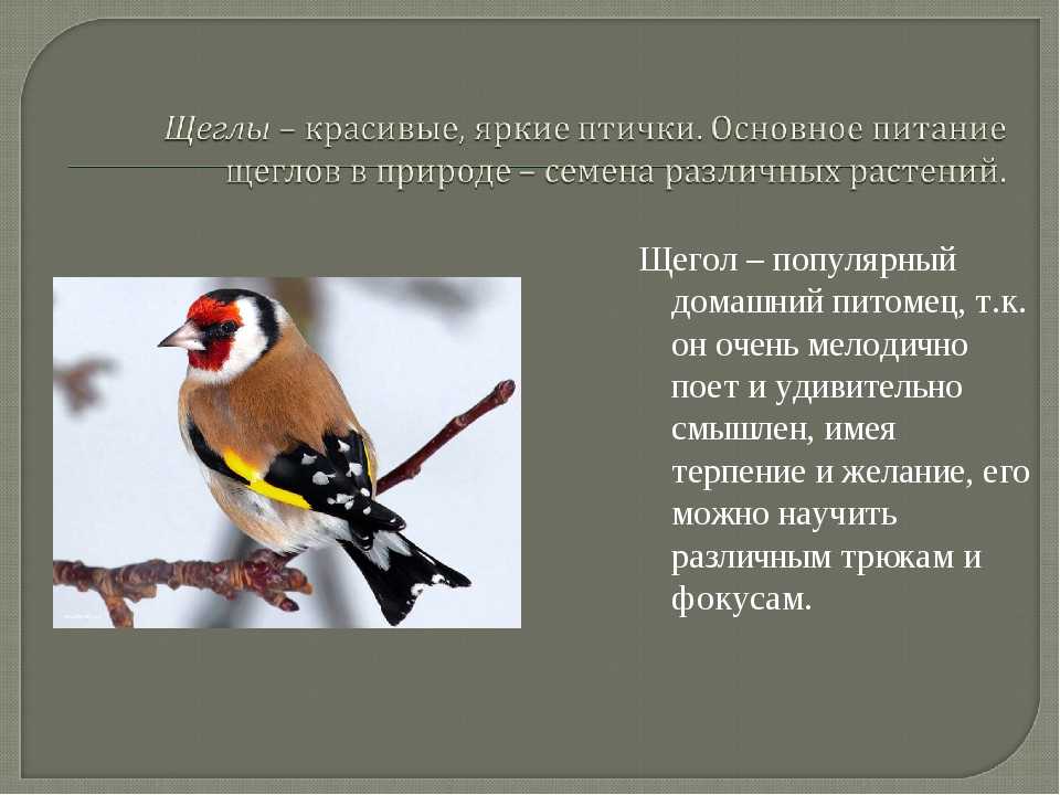 Щегол птица фото: описание, особенности и места обитания в россии - зверосити