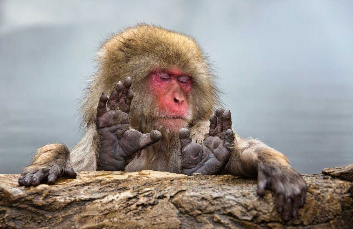 Японская макака