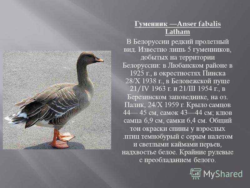 Птица гуменник: [фото, описание и характеристики]