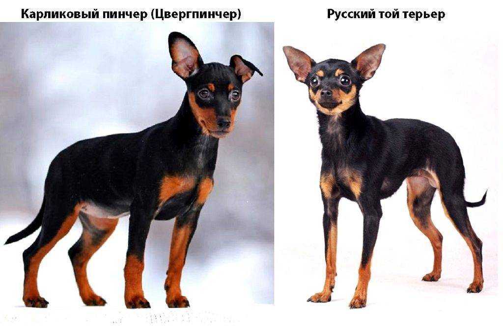 Мини овчарки