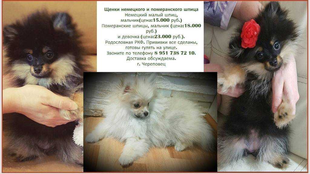 Шпиц − плюсы и минусы породы, особенности поведения, ухода, внешнего вида