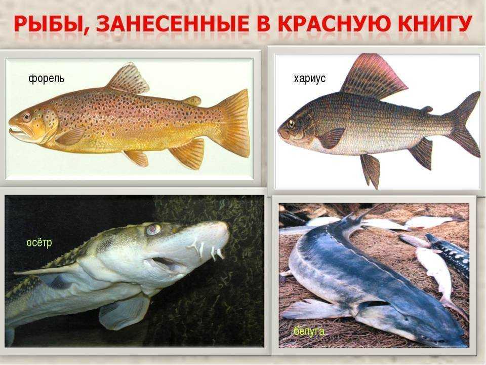 Красная рыба: виды с фото и названиями, особенности, ареал обитания