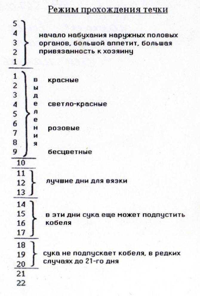 Можно ли купать собаку во время течки и после родов. об этом и не только подробно и доступно