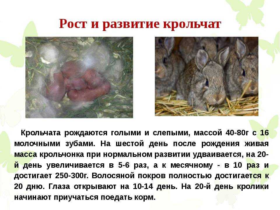 Сколько кролик вынашивает крольчат и как помочь с родами?
сколько кролик вынашивает крольчат и как помочь с родами?