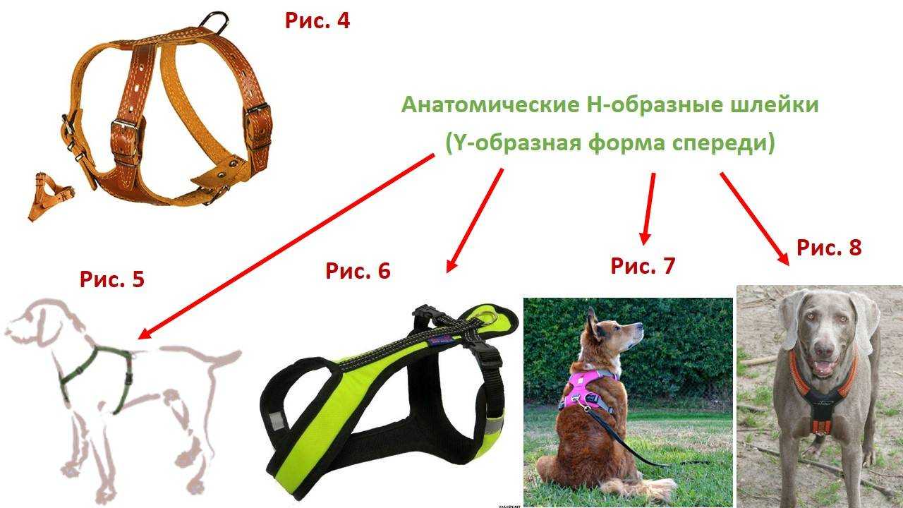 ᐉ как узнать размер шлейки для собаки? - zoomanji.ru