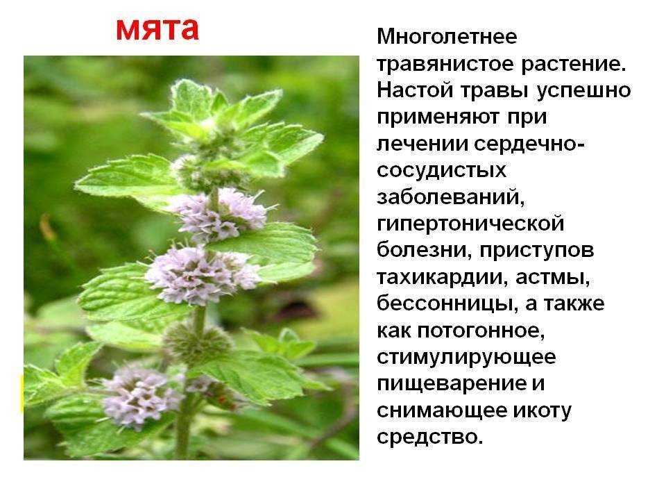 Лекарственные растения наших лесов