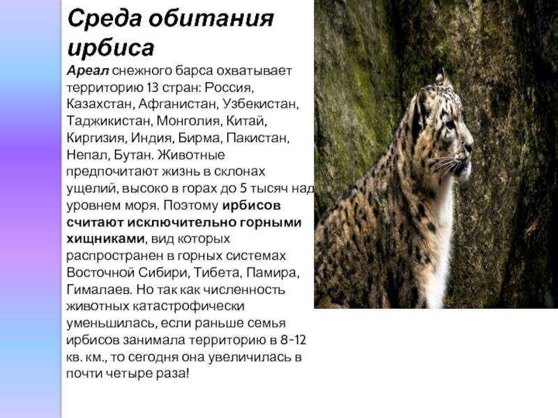 Доклад-сообщение снежный барс для 1, 2, 3, 4 класса из красной книги