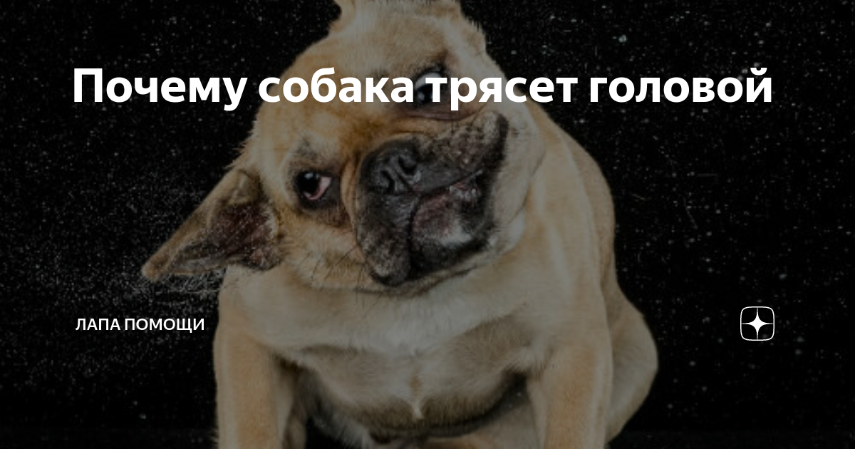 Почему собака скулит: делает это без причины, ночью, во сне и дергается, дрожит, прячется - блог о животных - zoo-pet.ru