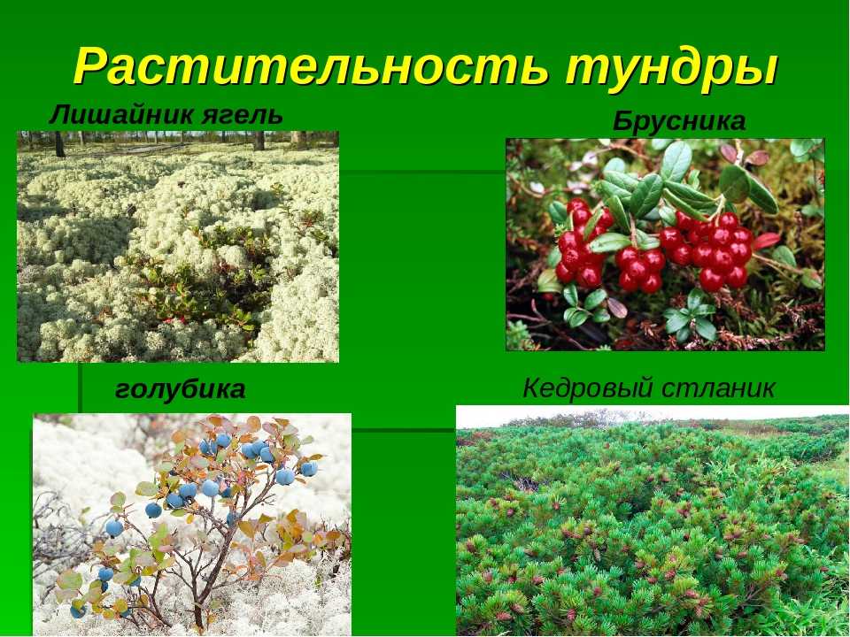 Необычные северные орхидеи: описание и уход