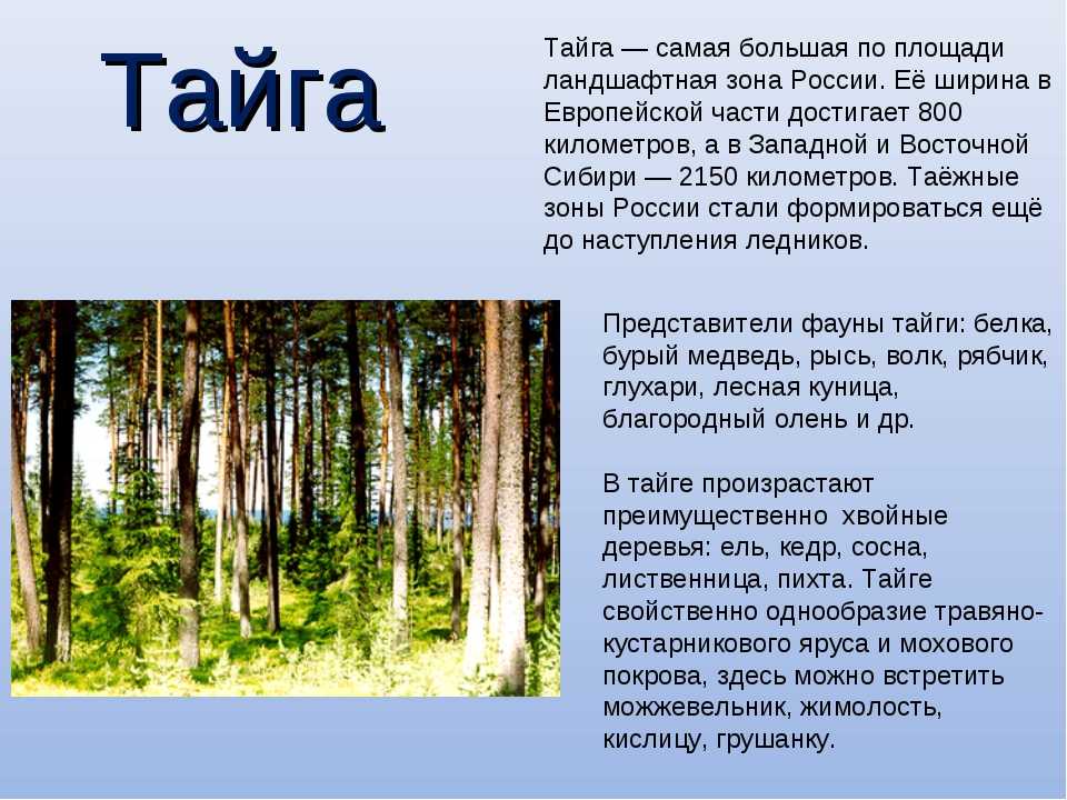 Природная зона тайги - по-сибири