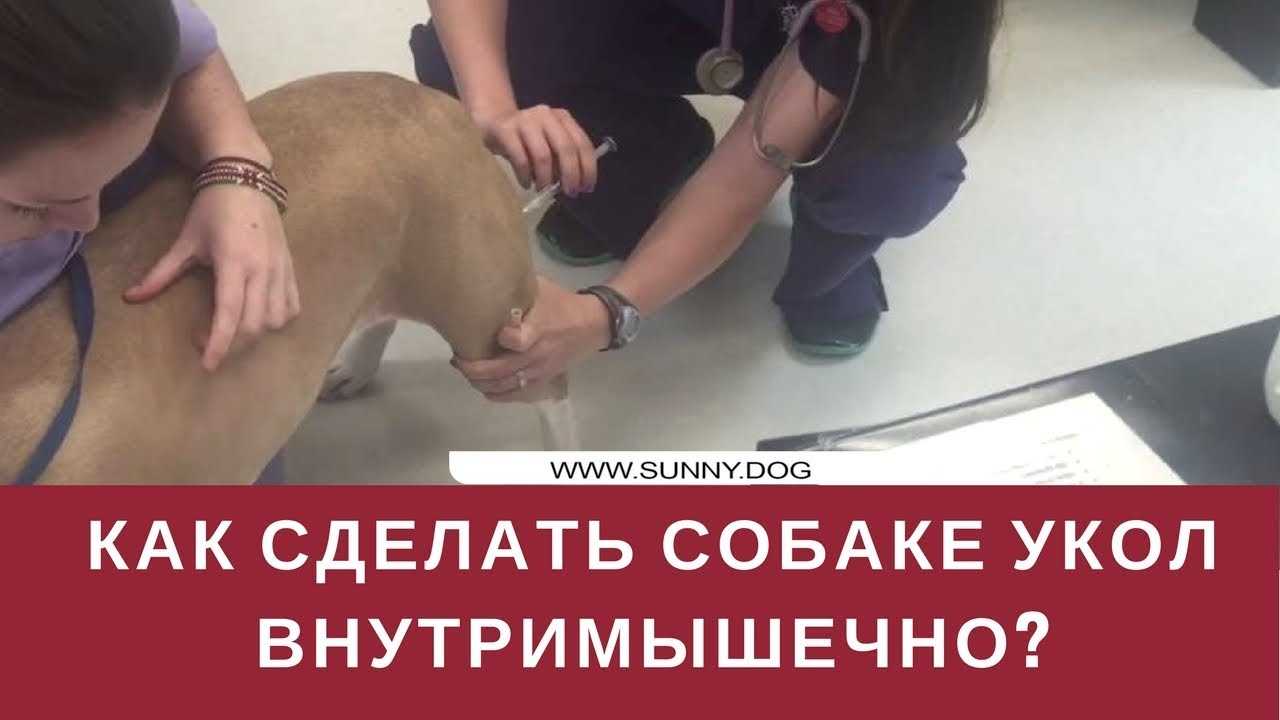 Как сделать укол собаке: 11 шагов (с иллюстрациями)