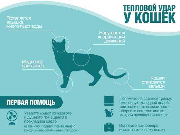 Как проходит послеродовой период у кошки? инструкция