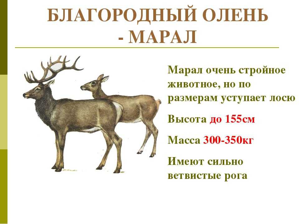 Северный олень: описание, размеры, где обитает, чем питается