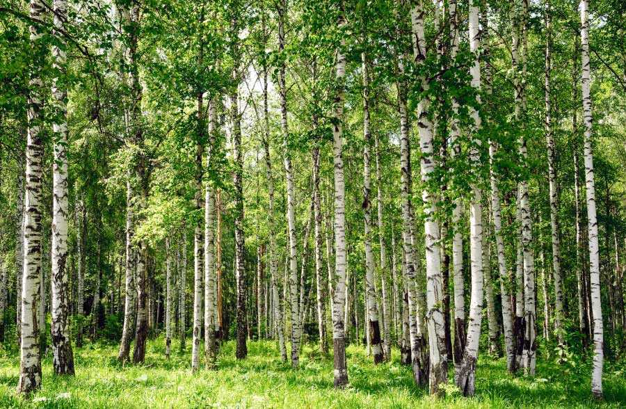 Типы лесов: характеристика, растительность и климат | зеленые возобновляемые источники энергии