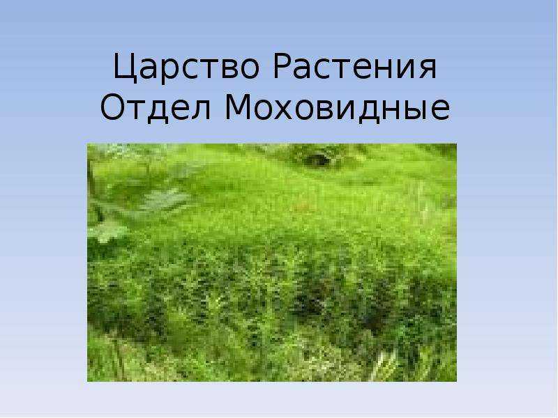 Краткая характеристика некоторых отделов высших растений