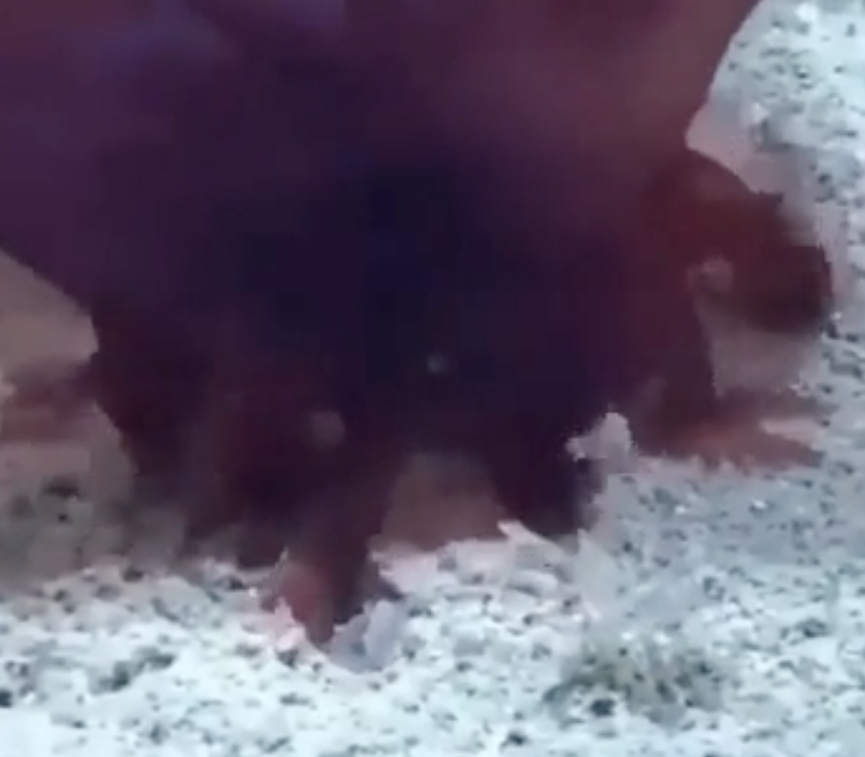 Животный мир морей и океанов