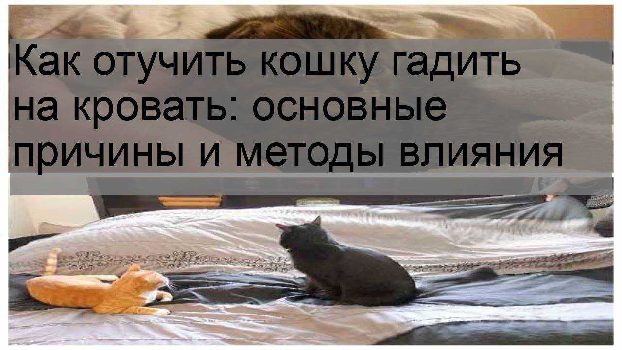 Кошка гадит на кровать — правильные действия хозяина что отучить