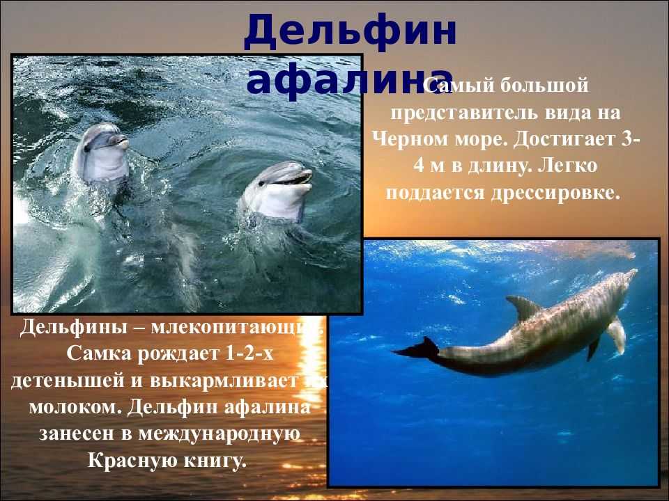 Как размножаются дельфины, где живут и к какой группе животных относятся