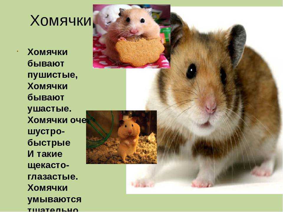Как красиво назвать хамелеона Список ярких и звучных русских и английских кличек для хамелеонов мальчиков и девочек, крутые клички со значением Найдите для себя тот самый, идеальный вариант