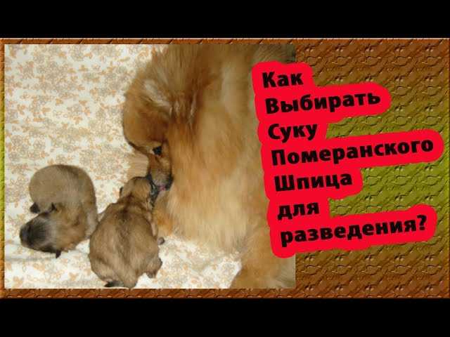 Течка у померанских шпицев